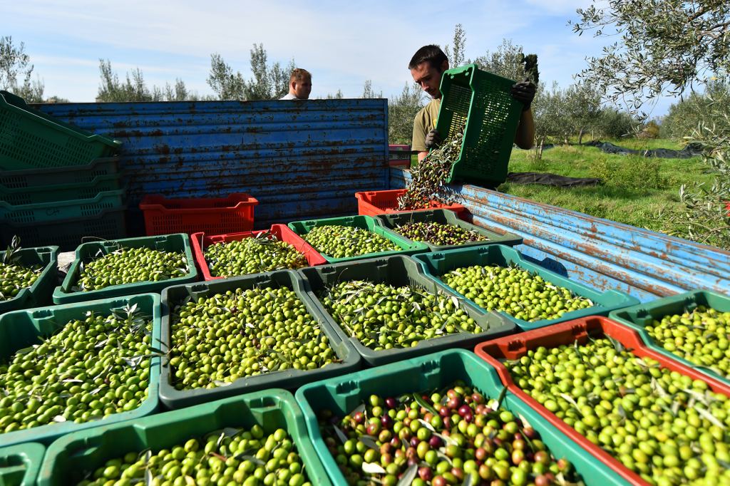 Freshly harvested green olives in many crates on a trailer, a harvest worker tipping out another crate, olive trees in the background