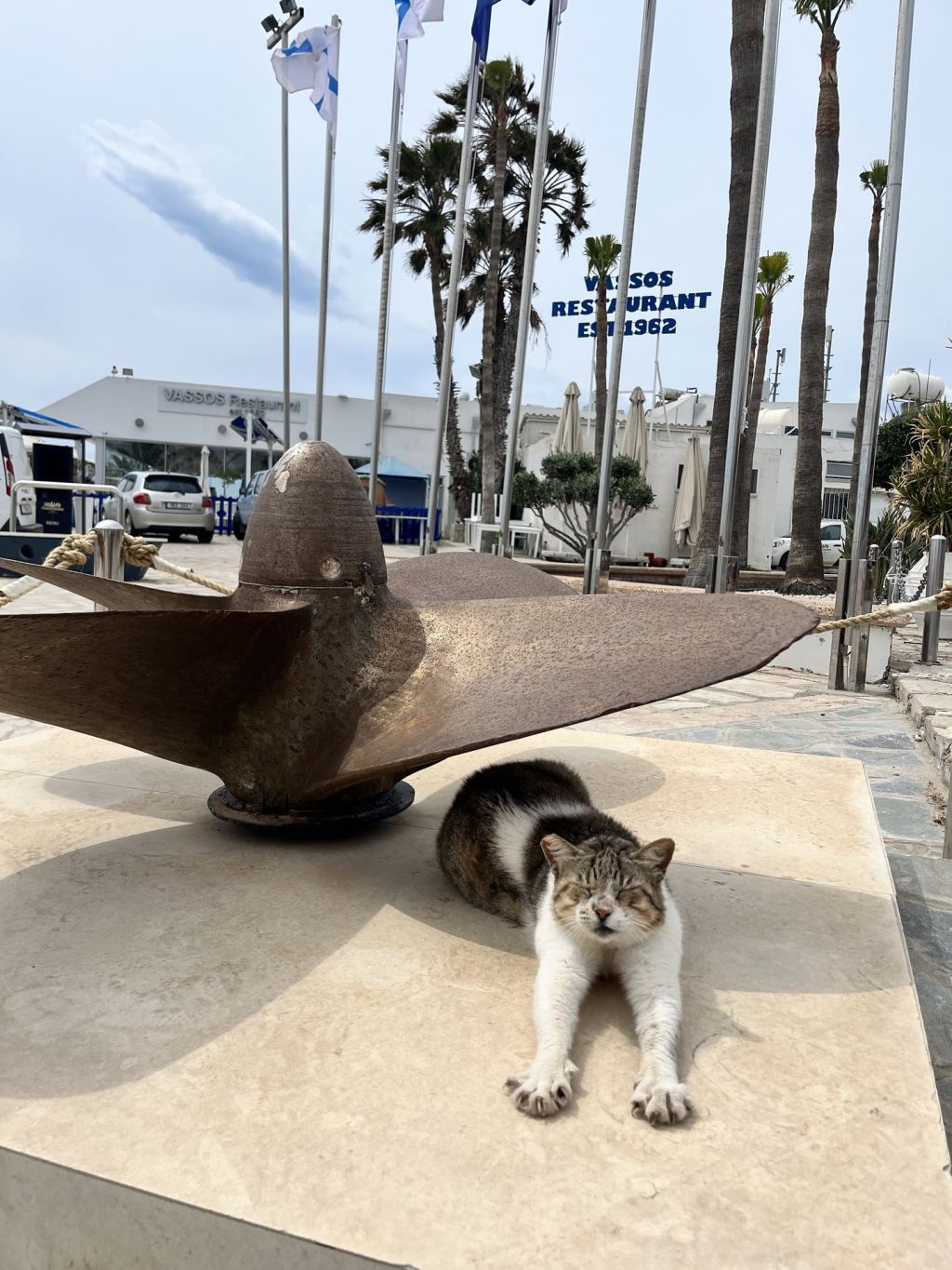 A cat sitting on a wall in Ayia Napa